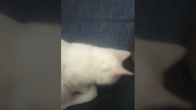 Наш котёнок Мышка !!! 5 месяцев :-)