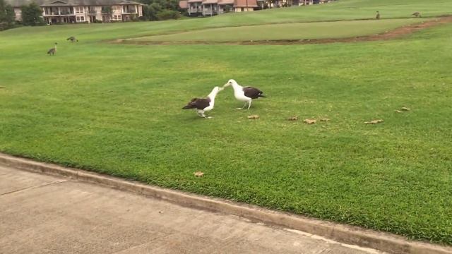 Albatross Courtship Ritual Princeville Kauai смотреть онлайн