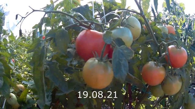 Томат универсального типа F1 Бокеле (60) .Мой отзыв. смотреть онлайн