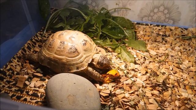 Уход за сухопутной черепахой. День с Пышкой. смотреть онлайн