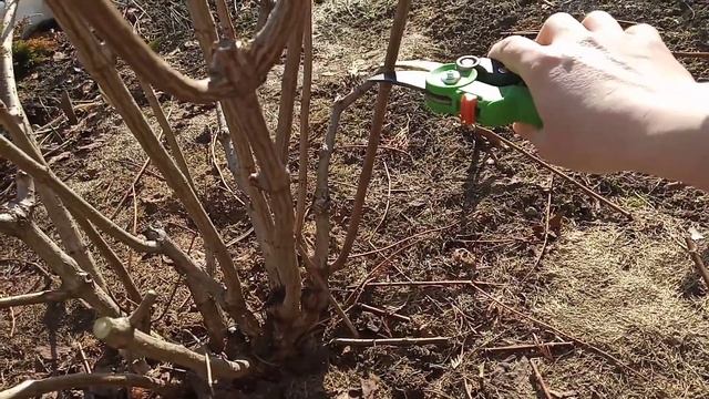 Весенняя обрезка метельчатой гортензии смотреть онлайн