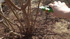 Весенняя обрезка метельчатой гортензии