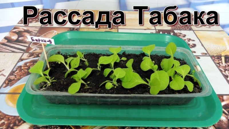 Обзор Рассады курительного Табака. смотреть онлайн