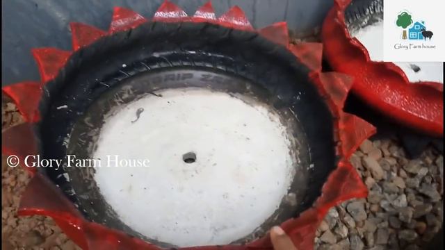 അഡീനിയം ചെടികള് ഇങ്ങനെയും നടാം  | How To Grow Adenium Plant In Malayalam | Glory Farm House