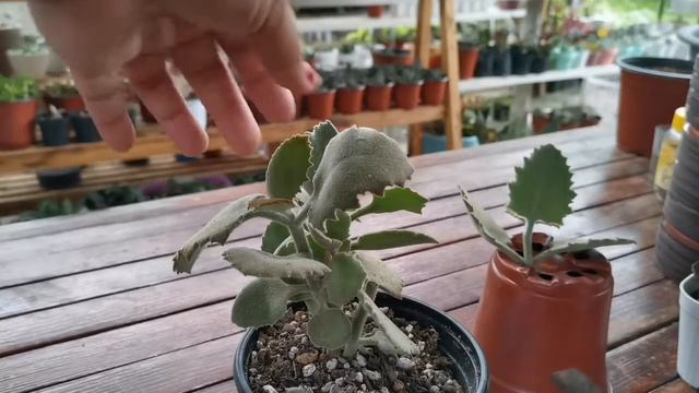 Kalanchoe Millotii Propagation