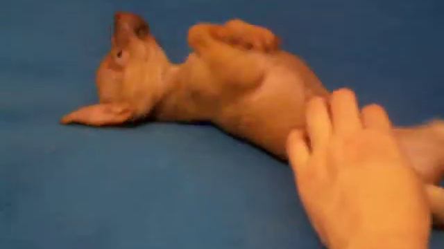 ruský toy teriér смотреть онлайн