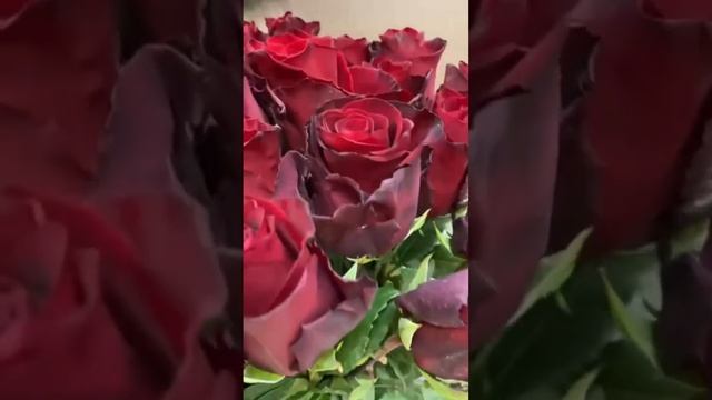 Букет Роза Эквадор 80 см maxflora.ru доставка цветов Раменское смотреть онлайн