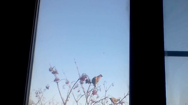 Завтрак на дереве. Видеозарисовка, свиристели смотреть онлайн