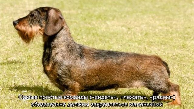 Жесткошерстная такса (кроличья): стандартная и миниатюрная смотреть онлайн