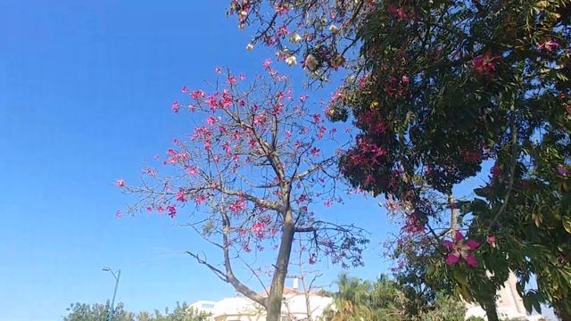 Розовое шелковое дерево смотреть онлайн