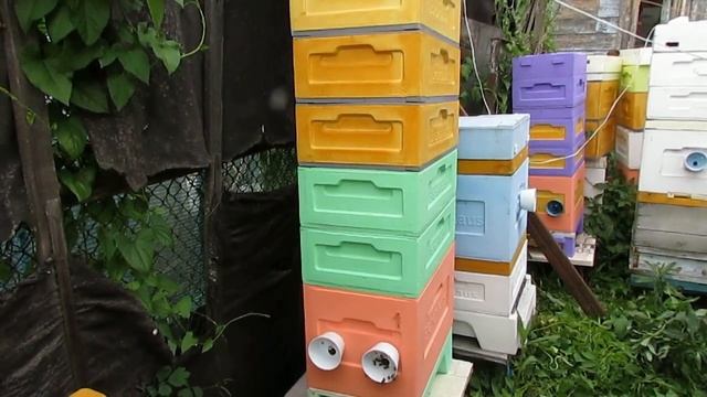 отсаживаю плодную матку из семьи пчел перед главным взятком , результат - все рамки залиты медом смотреть онлайн