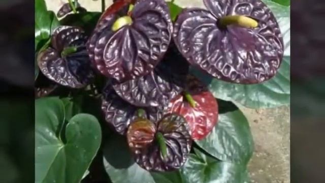 beautiful anthurium varities смотреть онлайн