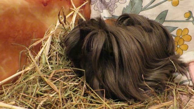 Рокки сломал лапку? Лапка опухла. Что случилось? Guinea pigs. смотреть онлайн