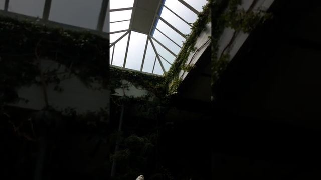 Зимний сад Воронцовского дворца смотреть онлайн