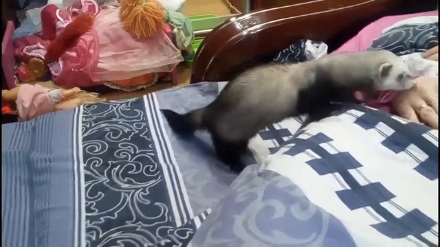 Хорёк Лаки Поведение при течке Всё и всех тянем в норку смотреть онлайн