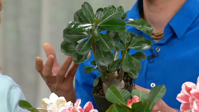 Roberta's 1-pc Sabi Star Gemini Desert Rose on QVC смотреть онлайн