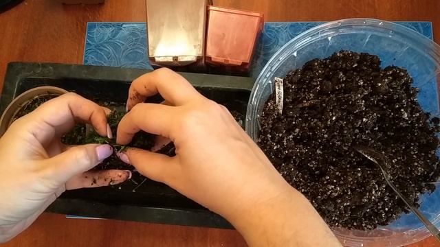 Росянки весной: делим, рассаживаем. смотреть онлайн