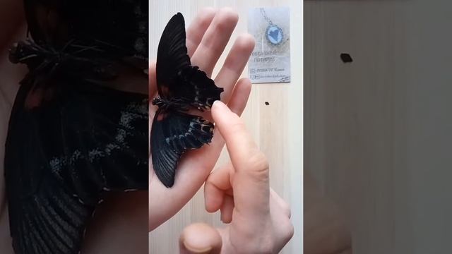 Бабочки, которые станут украшениями ;)