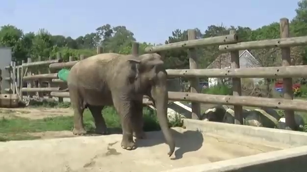 Buttonwood Park Zoo - Elephants смотреть онлайн
