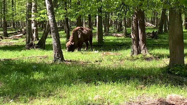Приокско-Террасный заповедник, зубры смотреть онлайн
