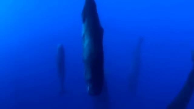 Как Спят Киты смотреть онлайн