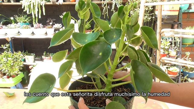 PEPEROMIA POLYBITRYA.RAINDROP
