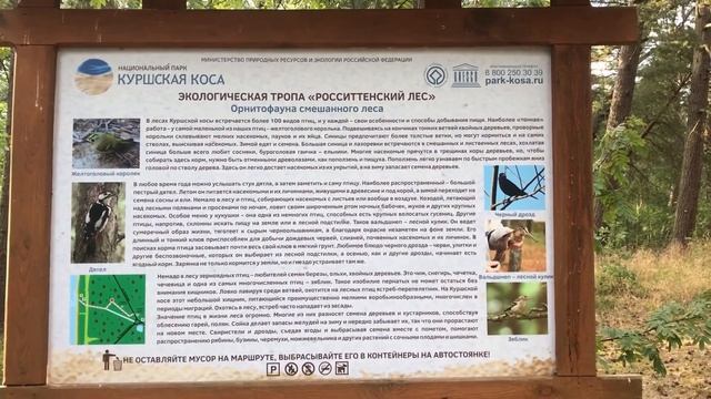 ЭСТАФЕТА НАРОДНЫХ ЭКСКУРСИЙ. Путешествие по Куршской Косе, поселок Рыбачий.