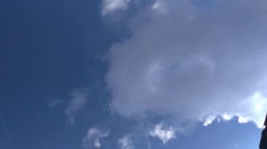 Пакистанские  голуби  ошибок  не  прощают.