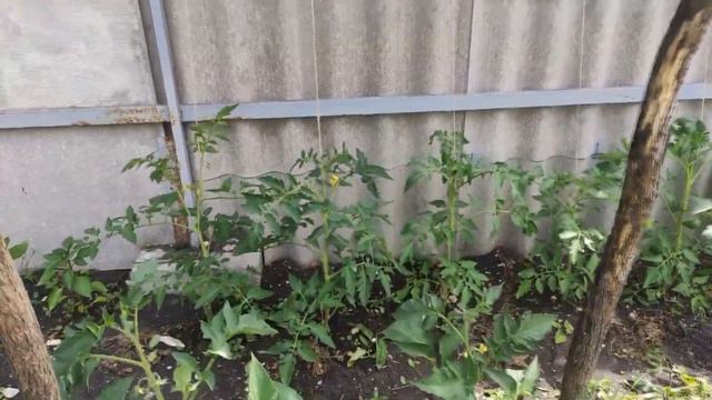 Собираю и сушу травы. Сельская жизнь. Что растёт в огороде./Переезд из города в станицу. смотреть онлайн