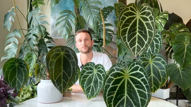 Anthurium pollination - from inflorescence to a lush pot of seedlings смотреть онлайн