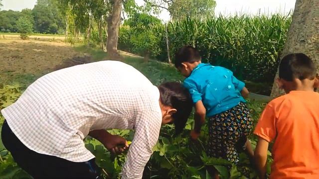 Pure organic |green vegeteble ||mr shivraj BB|| смотреть онлайн