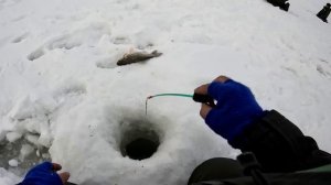 Рыболовный фестиваль СИБИРСКИЙ РЫБОЛОВ-2023 на озере Чаны. ЛОВЛЯ КАПРИЗНОГО КАРАСЯ ЗИМОЙ. ГЛУХОЗИМЬ