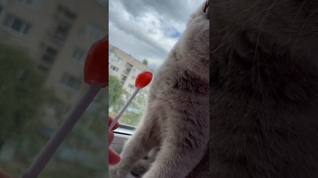 Британская кошка ест сладкую конфету😊 #britishcat #cats #британскаякошка #кот #котики #коты #кошка смотреть онлайн