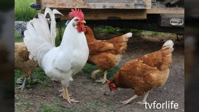 Пожелание на год Петуха с участием героев )))) смотреть онлайн