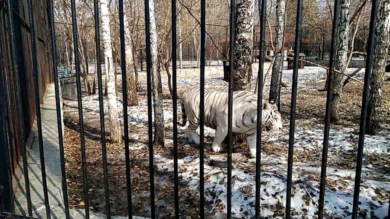 Новосибирский зоопарк смотреть онлайн