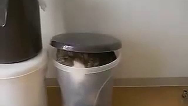 странный японский кот!.avi смотреть онлайн