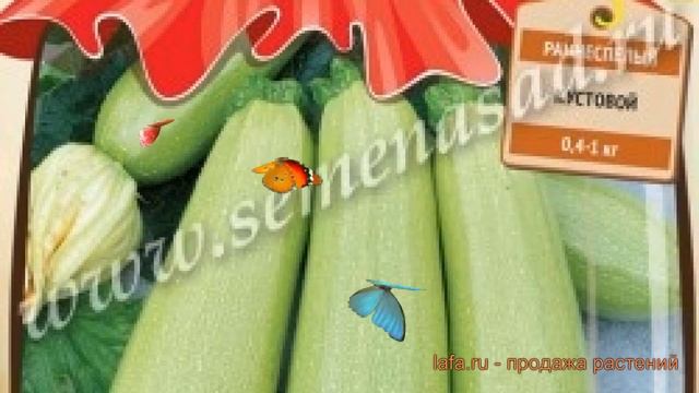 Кабачок обыкновенный Камили F1 (kamili f1) ? Камили F1 обзор: как сажать, семена кабачка Камили F1 смотреть онлайн
