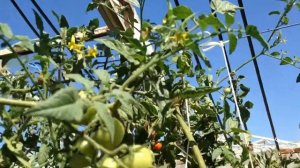 Выносливые к заболеваниям помидоры. Порпора.