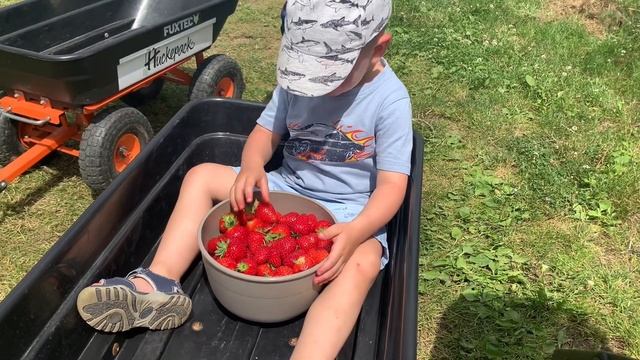 Поле клубники в Германии. Huckepack. Erlangen??