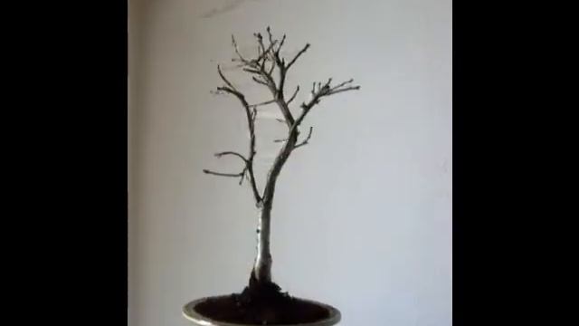 Quercus robur Stiel Eiche Bonsai смотреть онлайн
