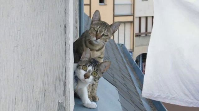 Коты мартовские С 8 Марта, девушки-красавицы! смотреть онлайн
