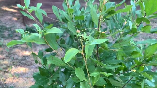 День России на даче/борьба с листовёрткой/дачные выходные смотреть онлайн