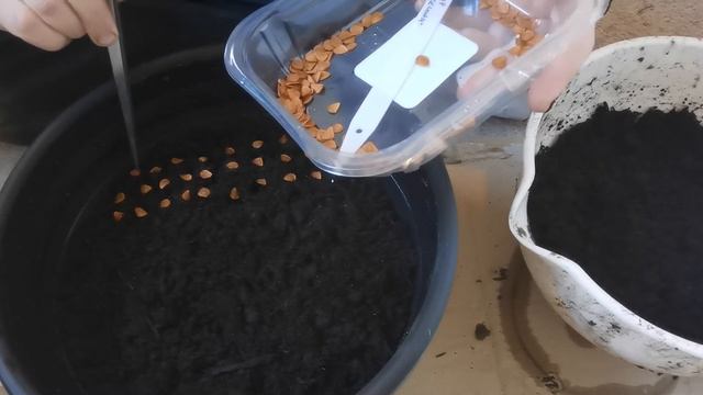 Tulip propagation by seed part 2: how to sow tulip seeds смотреть онлайн
