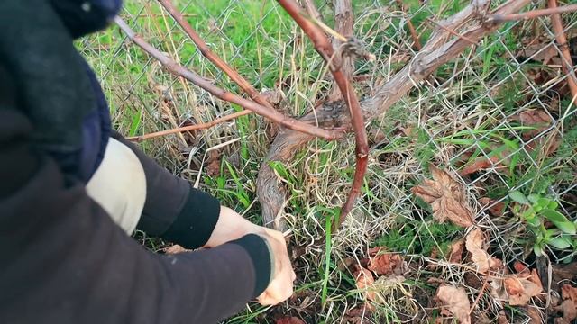 How to Prune Table Grapes for BEGINNERS смотреть онлайн