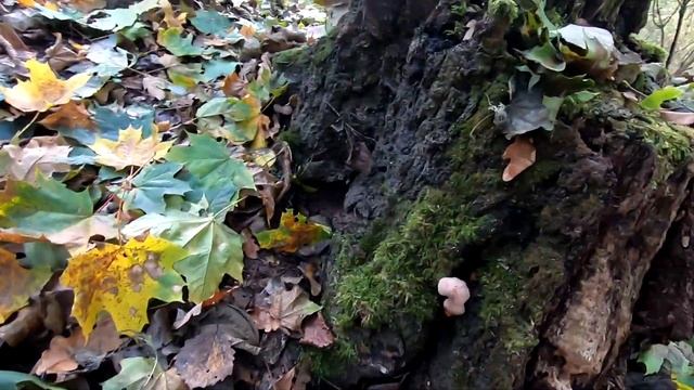 Грибы Ведрами. Осенние Опята. Нашел лежку огромного дикого кабана. смотреть онлайн