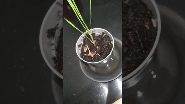 Африканский короткокрылый богомол parasphendale sp ест таракана в цветочном горшке. смотреть онлайн