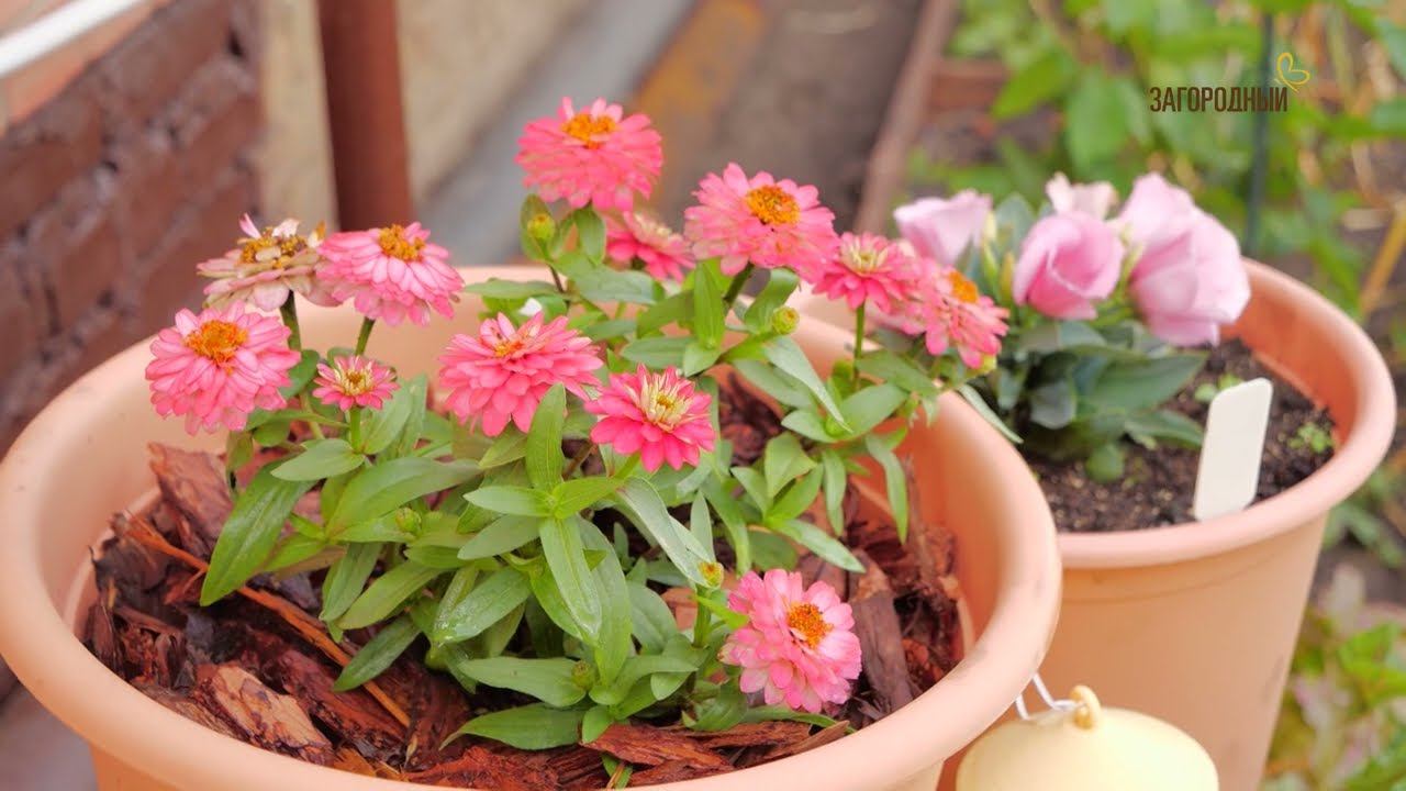 Дача с Виталием Декабревым Сезон 3 / Выпуск 5 смотреть онлайн