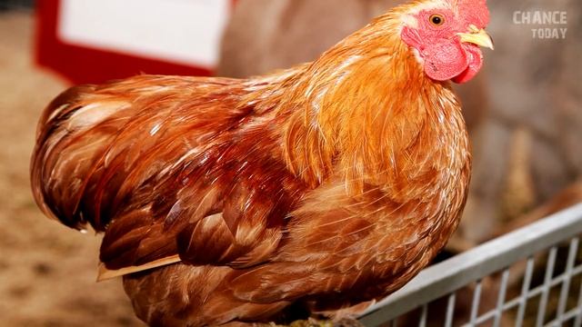 Пара взяла домой бродячего кота, но вскоре в его поведении начали проявляться невероятные странност смотреть онлайн