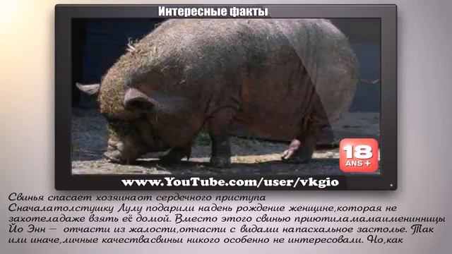 ЖИВОТНЫЕ СПАСАЮТ ЛЮДЕЙ смотреть онлайн