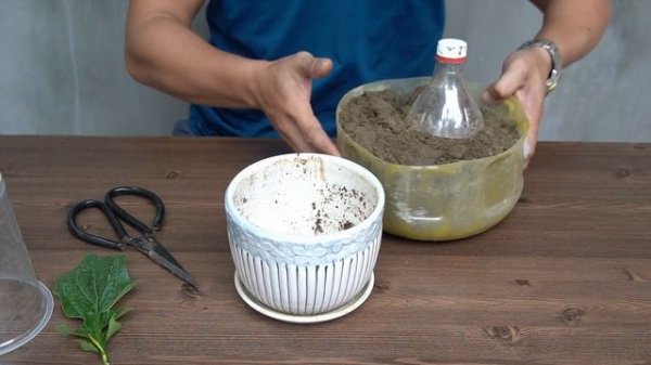 Tips For Planting Gerbera Leaves 100% Success